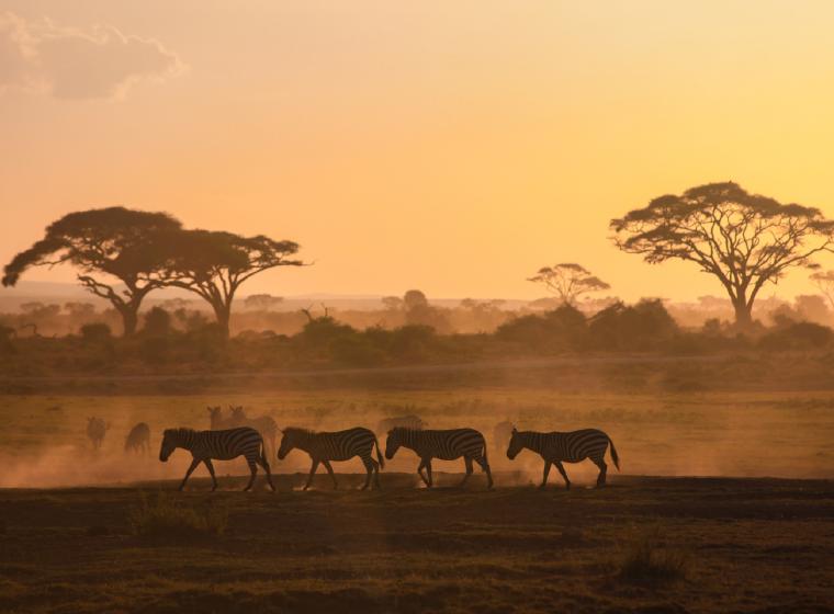 Zebra's lopen over de savanne bij zonsondergang