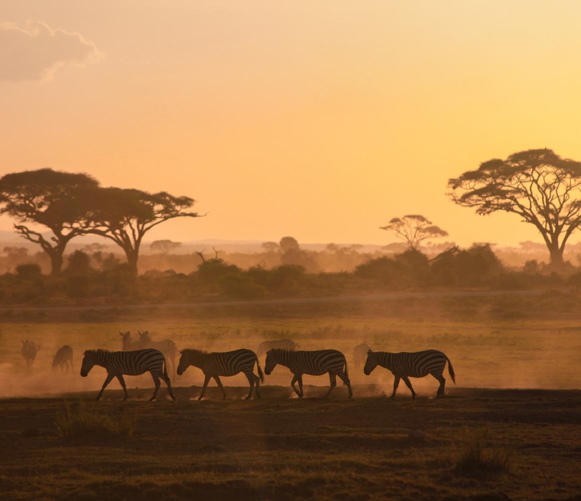 Zebra's lopen over de savanne bij zonsondergang