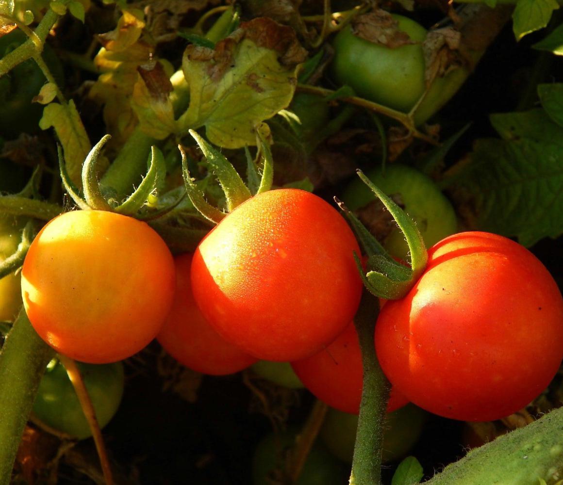 Trostomaten aan de plant in warm zonlicht
