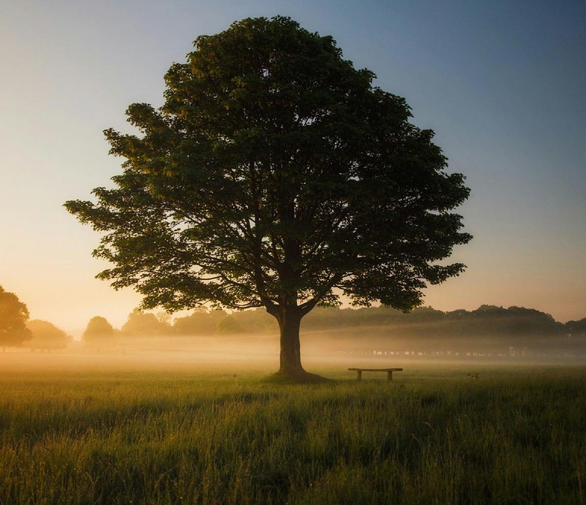 Boom in een veld bij zonsopgang met mist