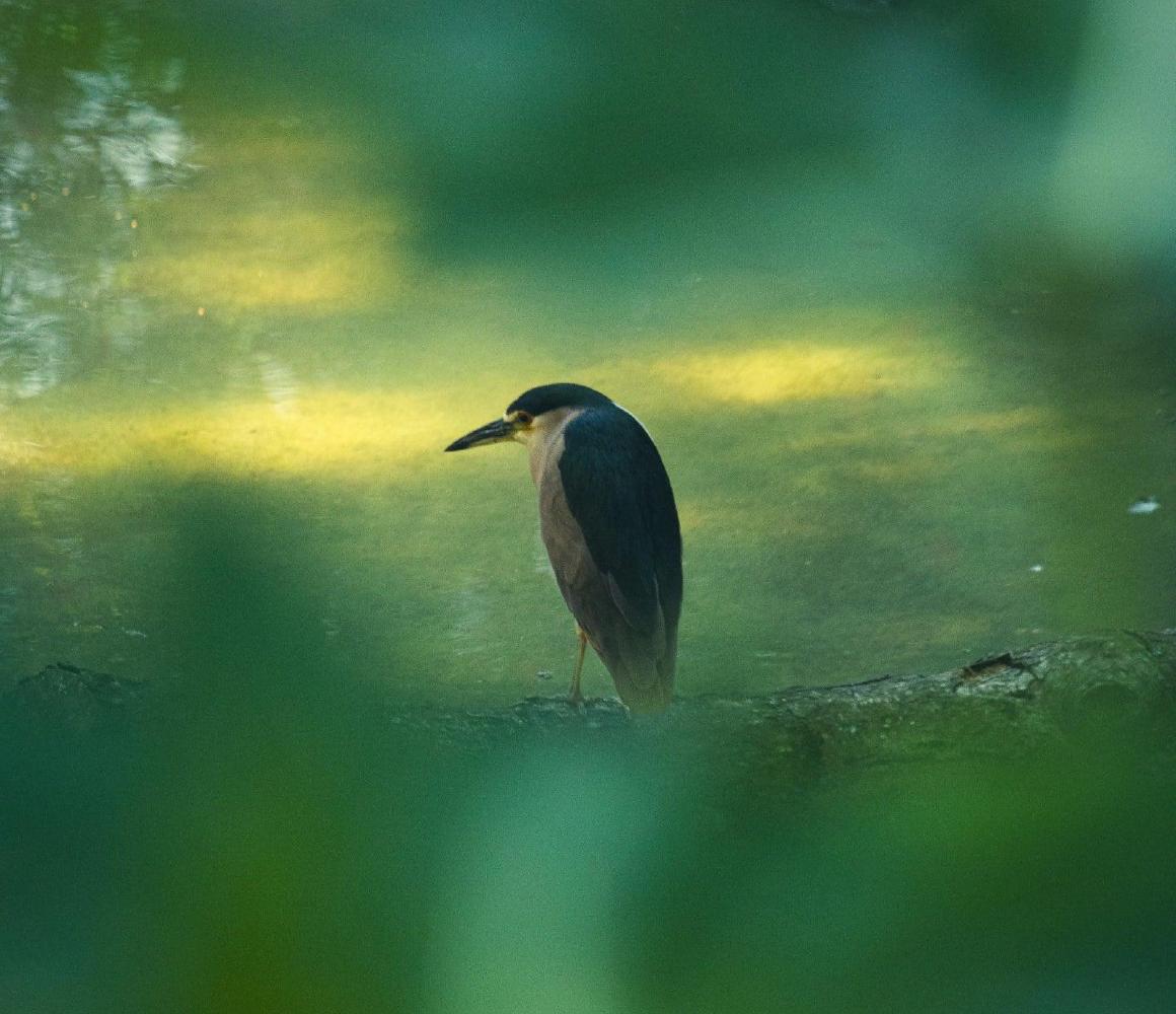 Nachtreiger op een boomstam in groen water