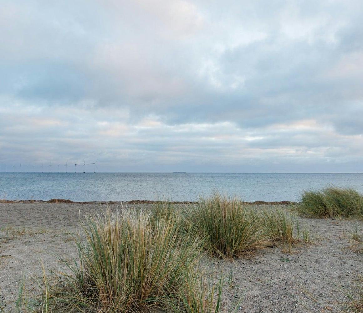 Strandgras op het strand onder een bewolkte lucht