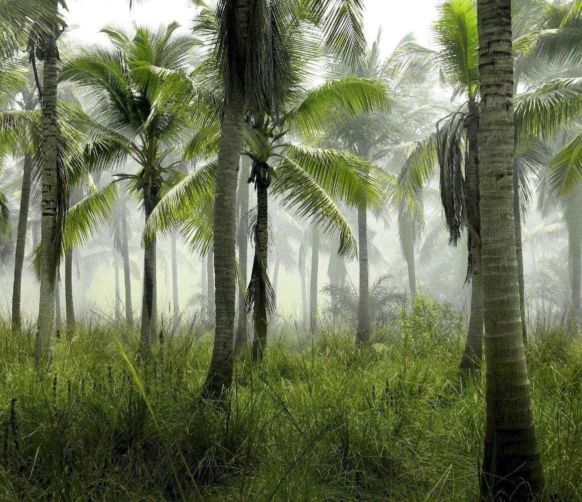Palmenbos met ochtendmist en hoog gras